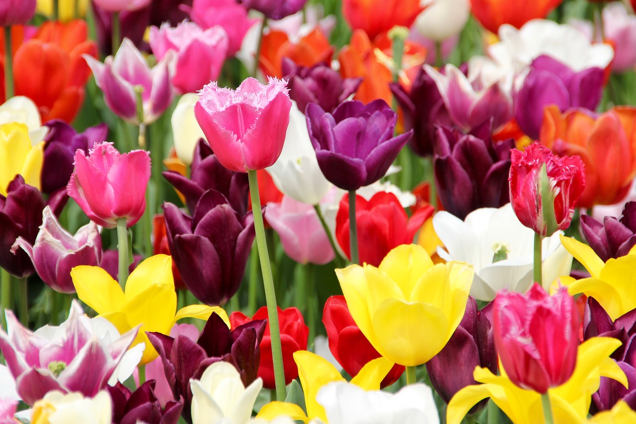 Designing a Tulip Garden